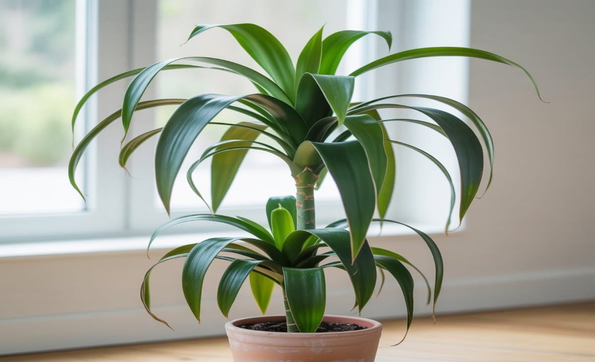 dracena janet craig